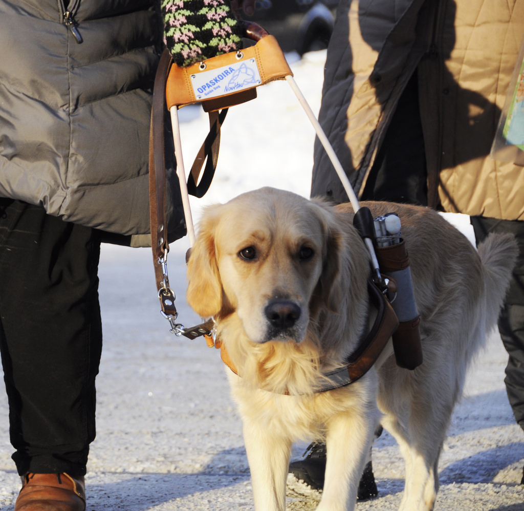 guide dog