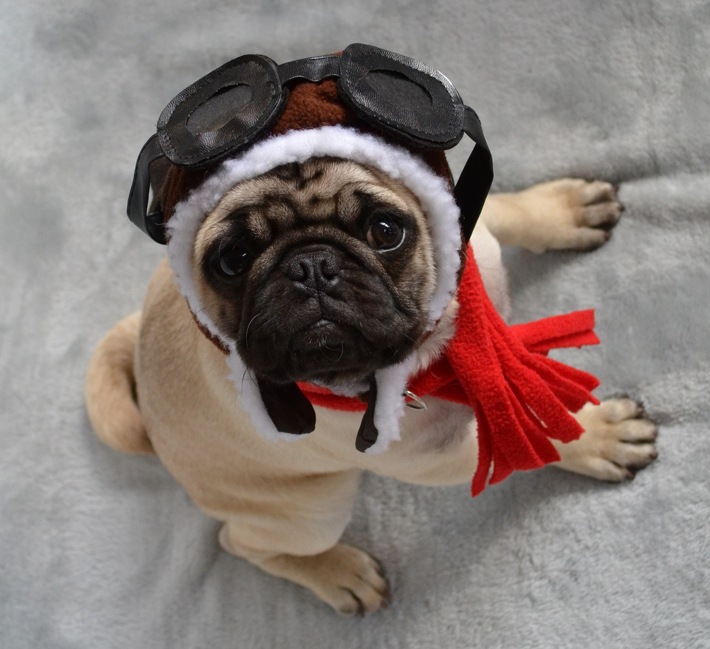 Dog with goggles