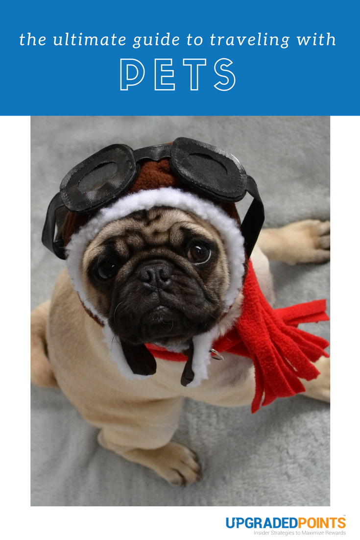 Ultimate Guide to Traveling with Pets Ultimate Guide to Traveling with Pets