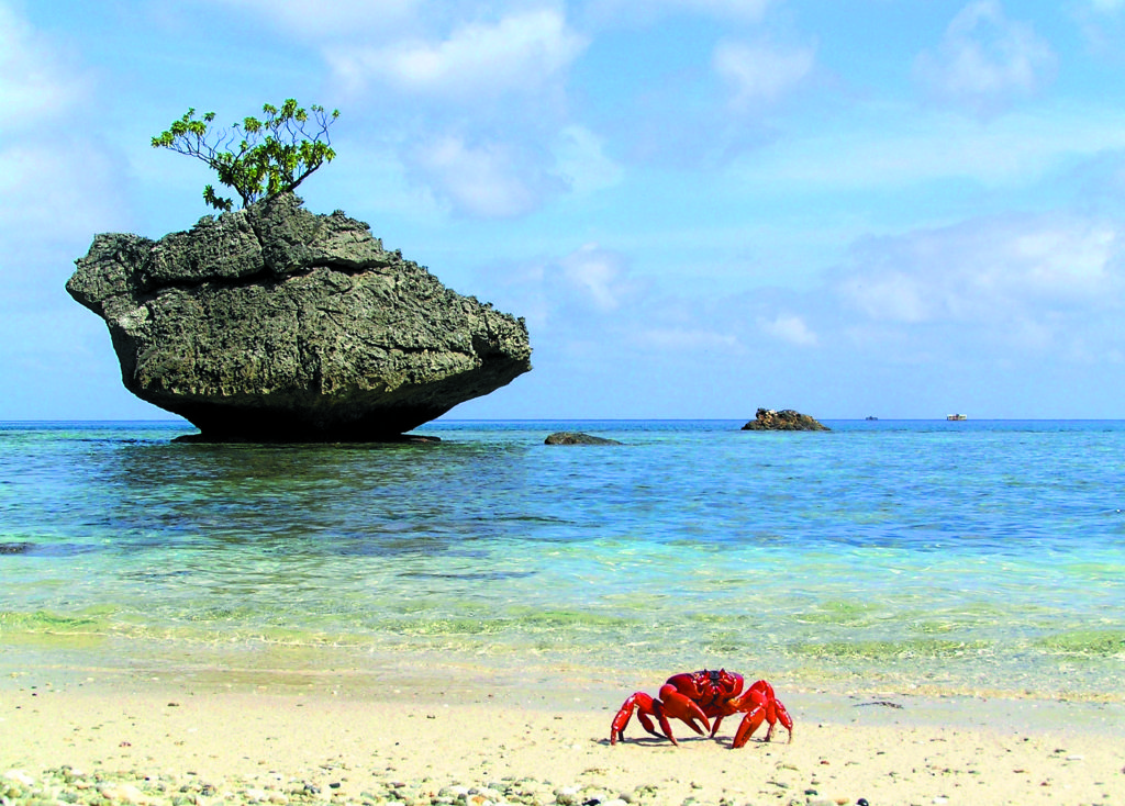 christmas island pipmagazine.co.au Visit stunning Christmas Island and meet its red crabs! Image courtesy of pipmagazine.com.au.