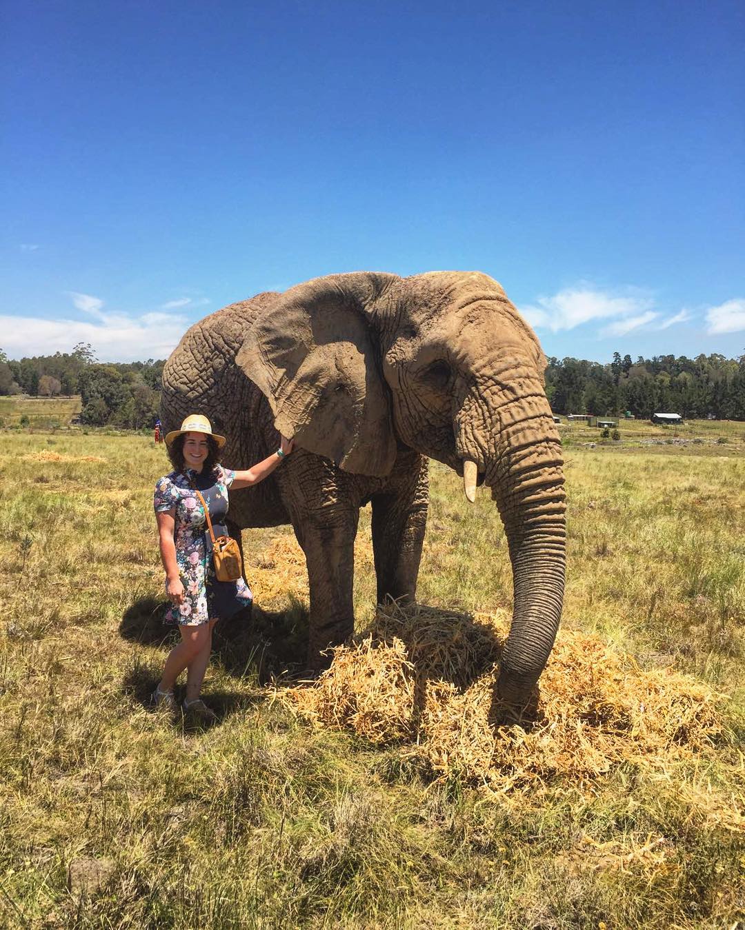 Knysna Elephant Park