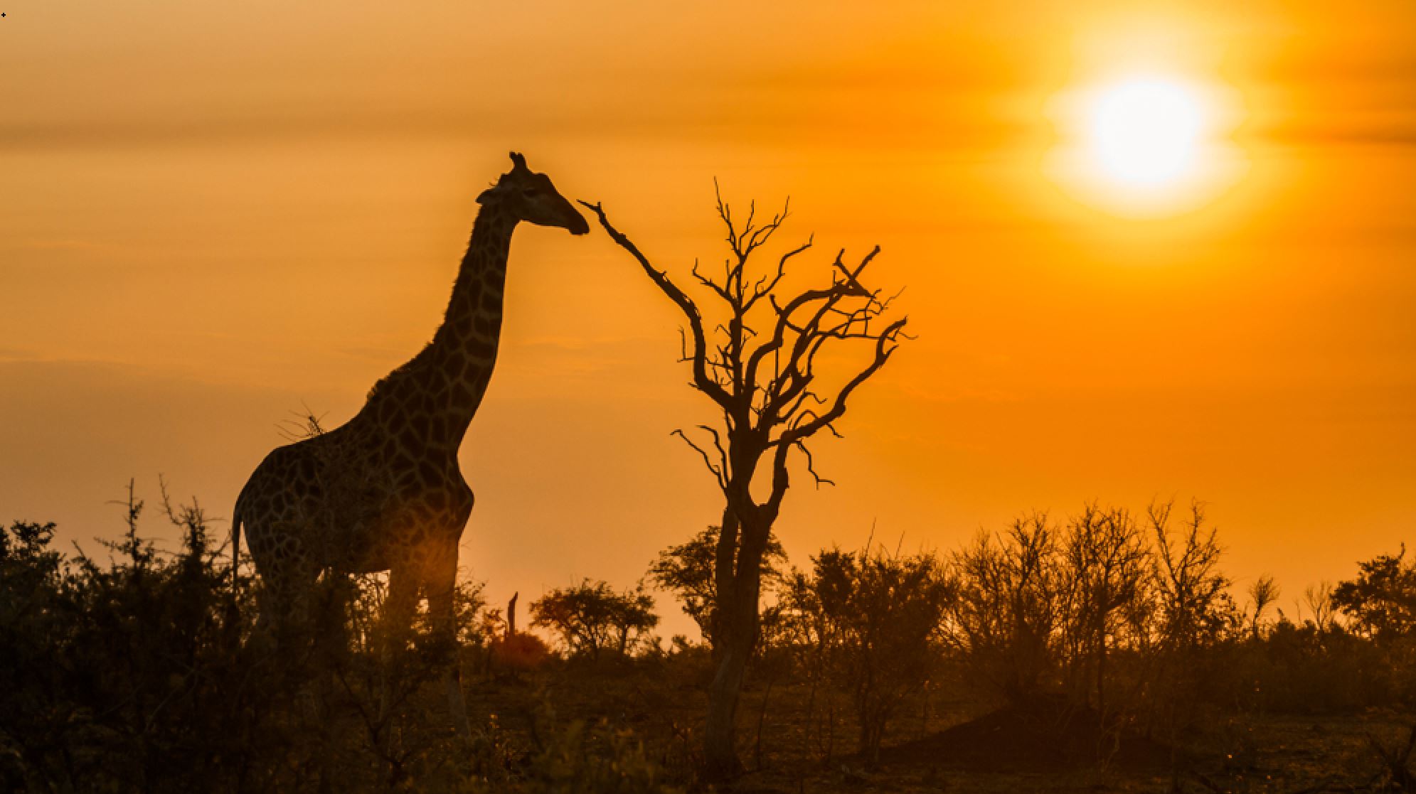 South Africa Safari