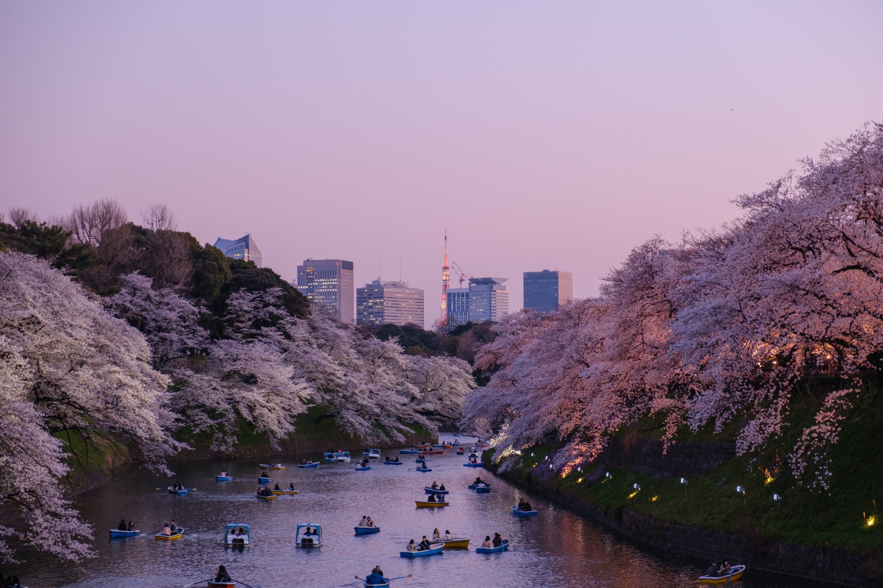 Tokyo Japan Cherry Blossoms