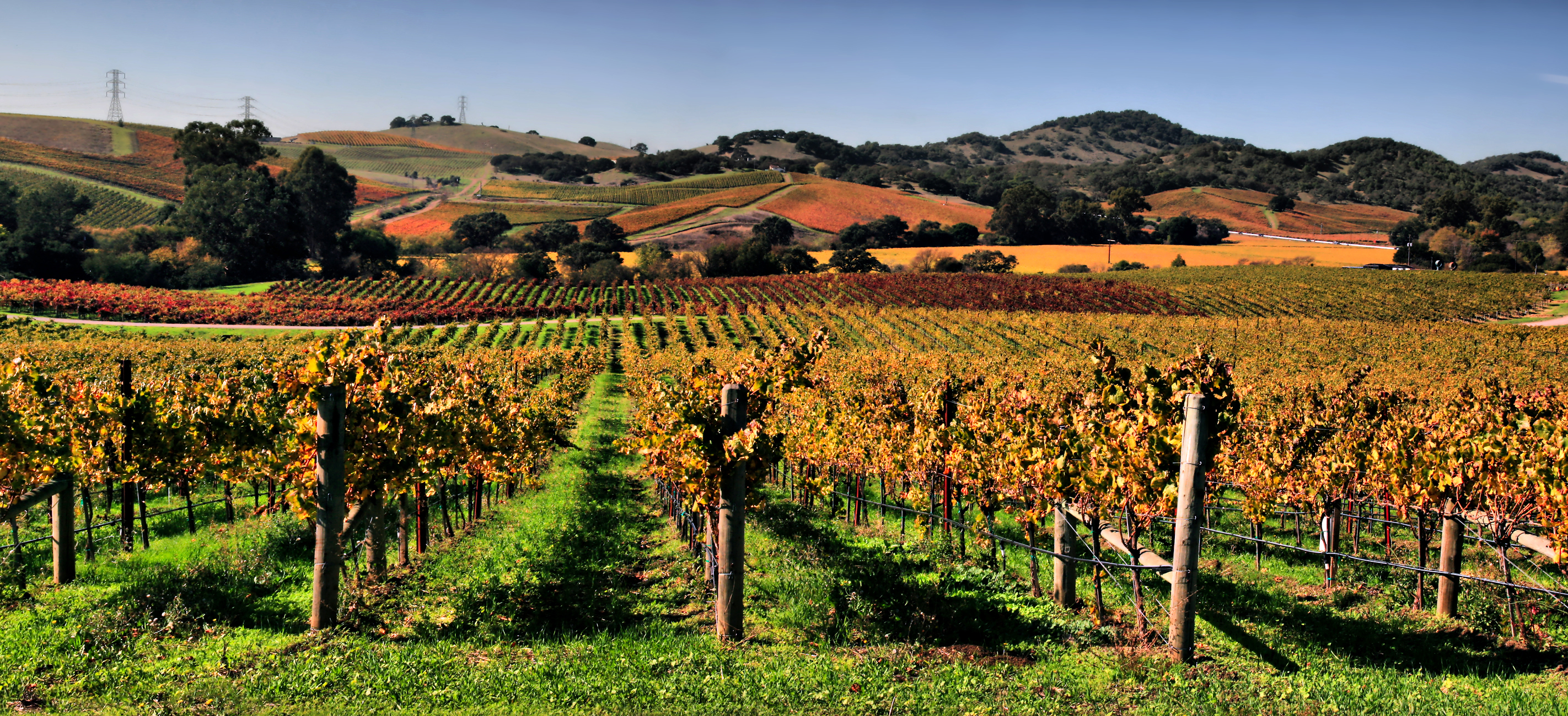 Napa Valley Vineyard