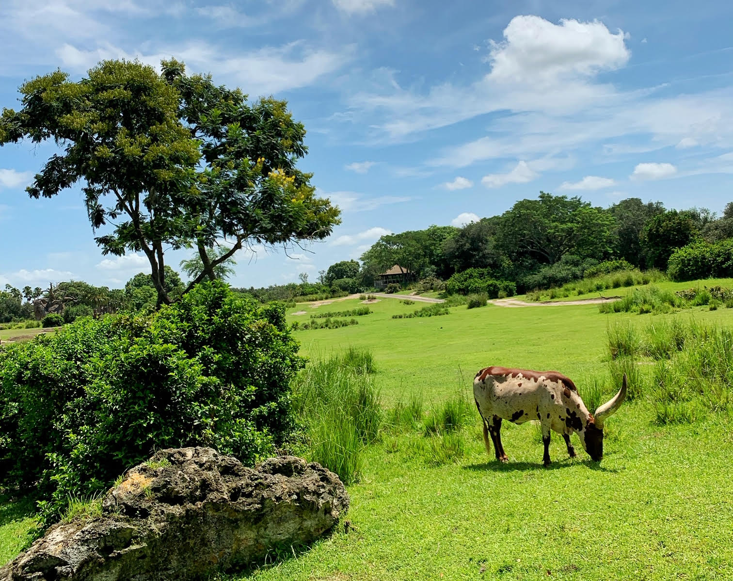 Disney's Animal Kingdom Disney's Animal Kingdom