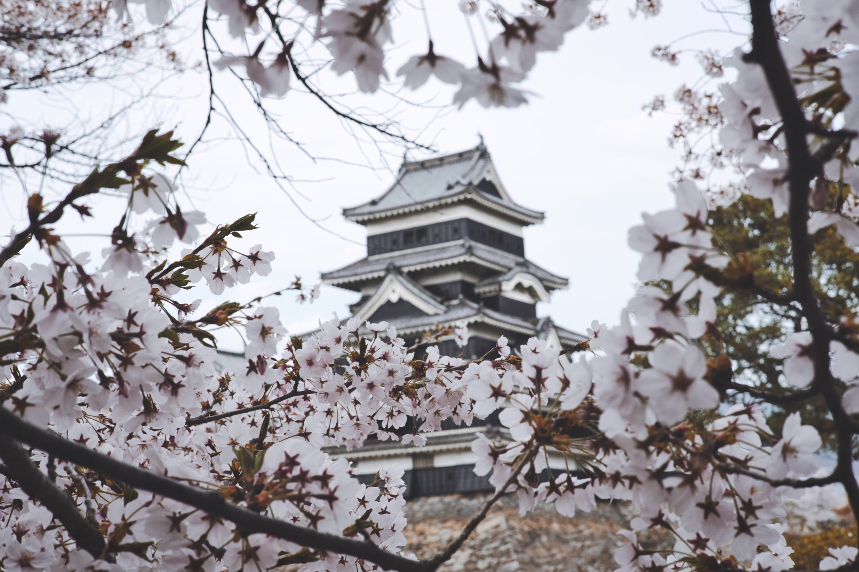Cherry Blossom Japan