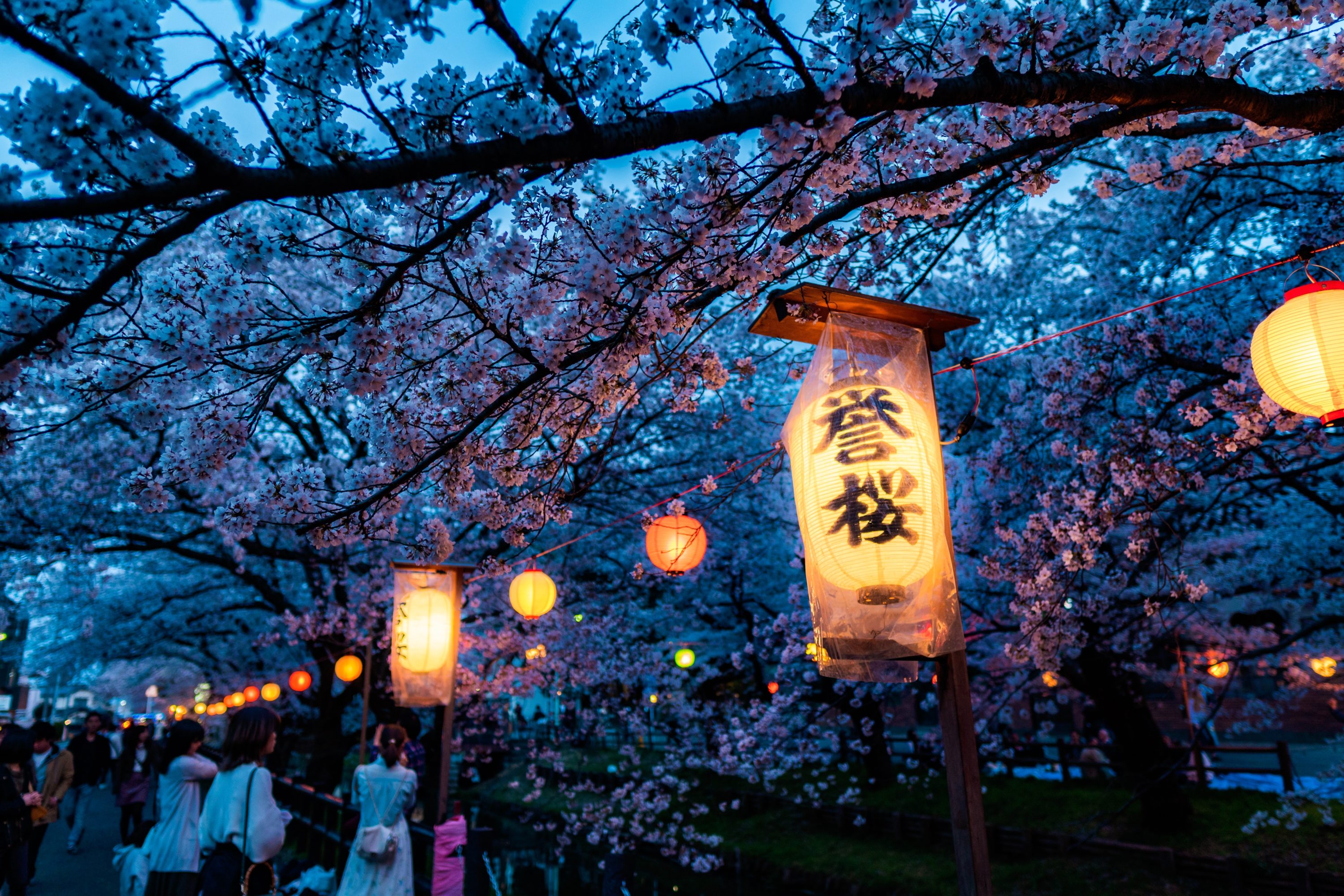 Cherry Blossoms at Night