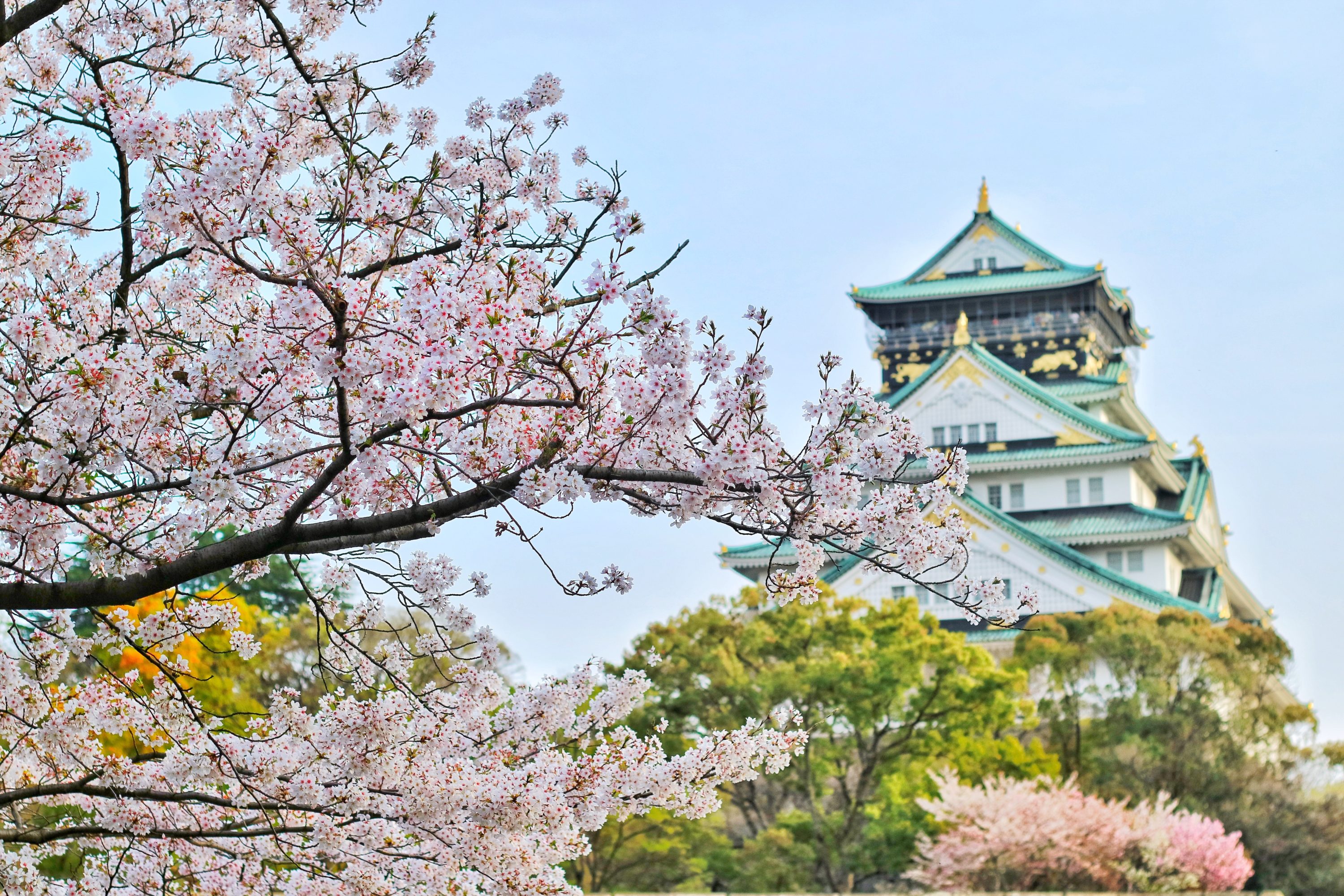 Cherry Blossoms in Osaka Japan Osaka Castle Cherry Blossom