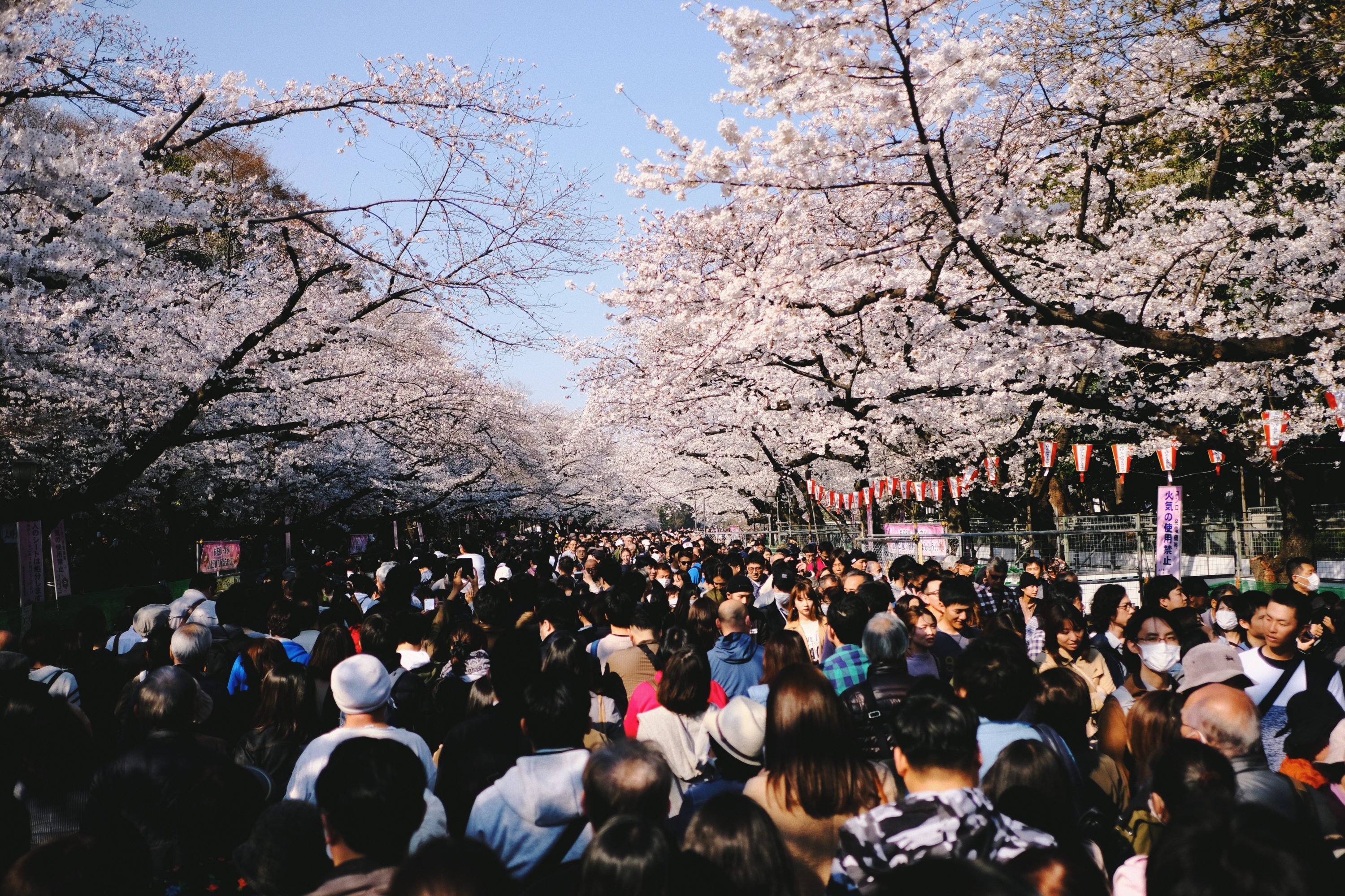 Ueno Park Cherry Blossoms
