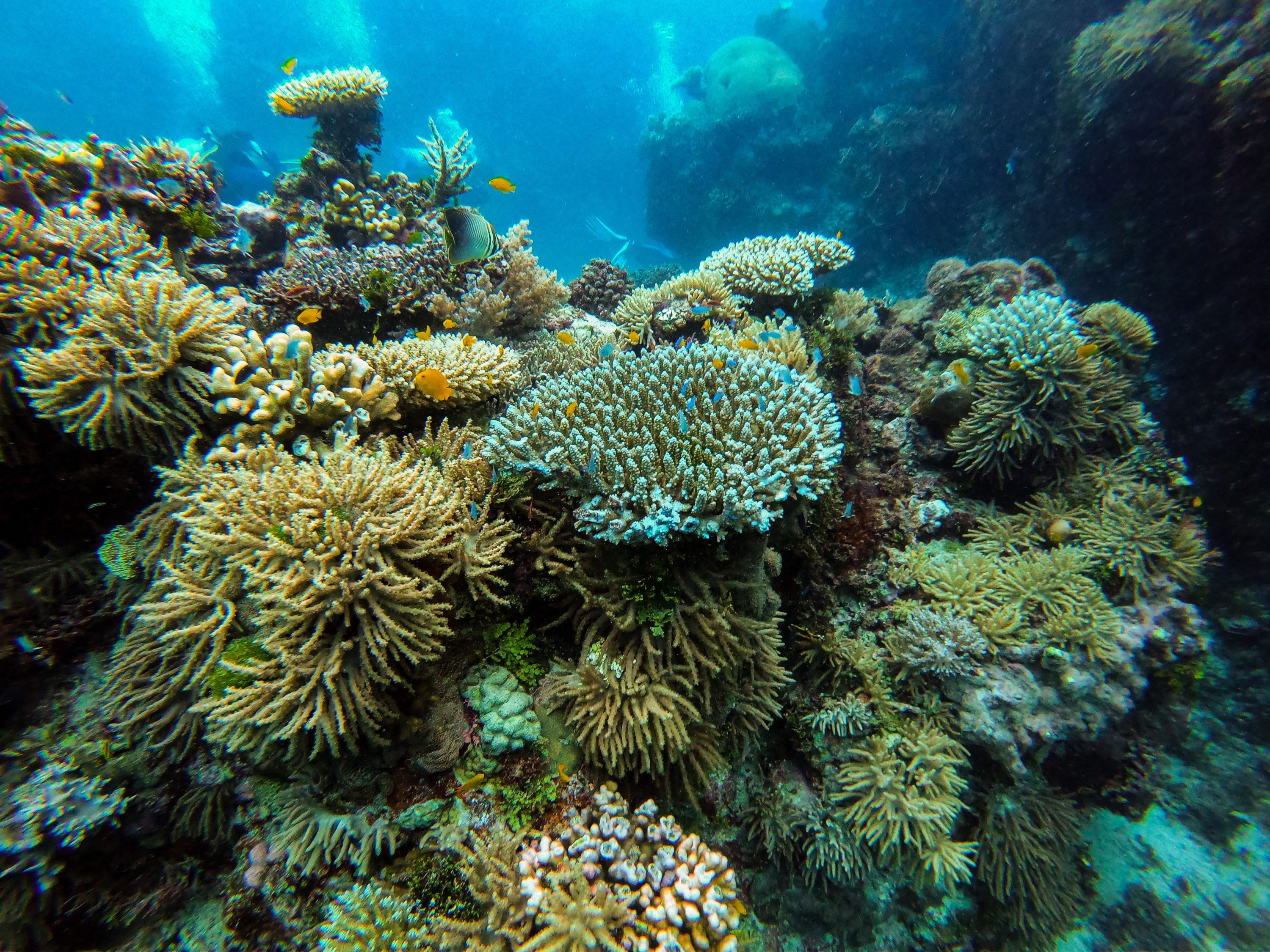 Great Barrier Reef Great Barrier Reef