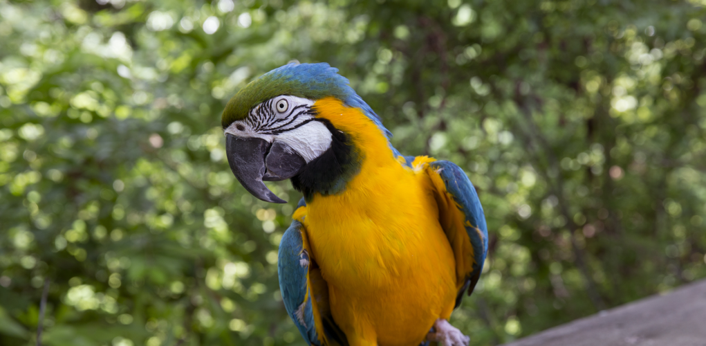 Atlanta Zoo Macaw
