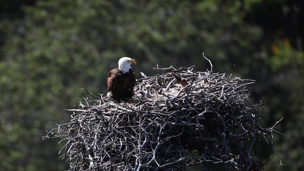 Bald Eagle at Channel Islands National Park