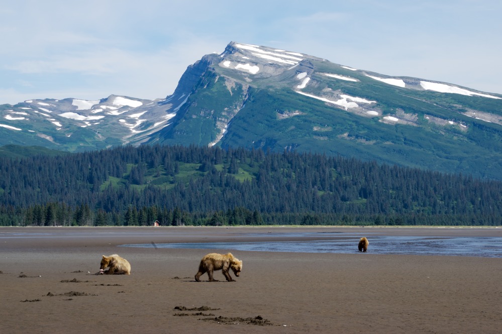 Bears in Lake Clark National Park