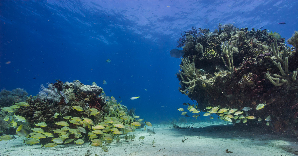 Biscayne National Park underwater