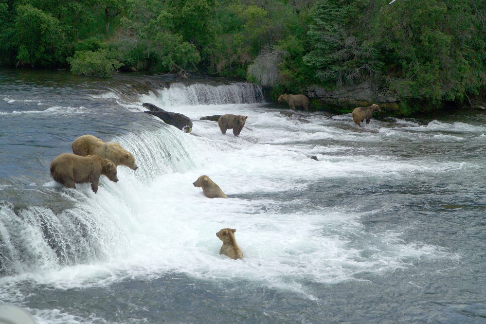Brown Bears Catching Salmon at Katmai National Park