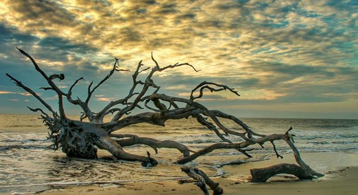 Driftwood Beach