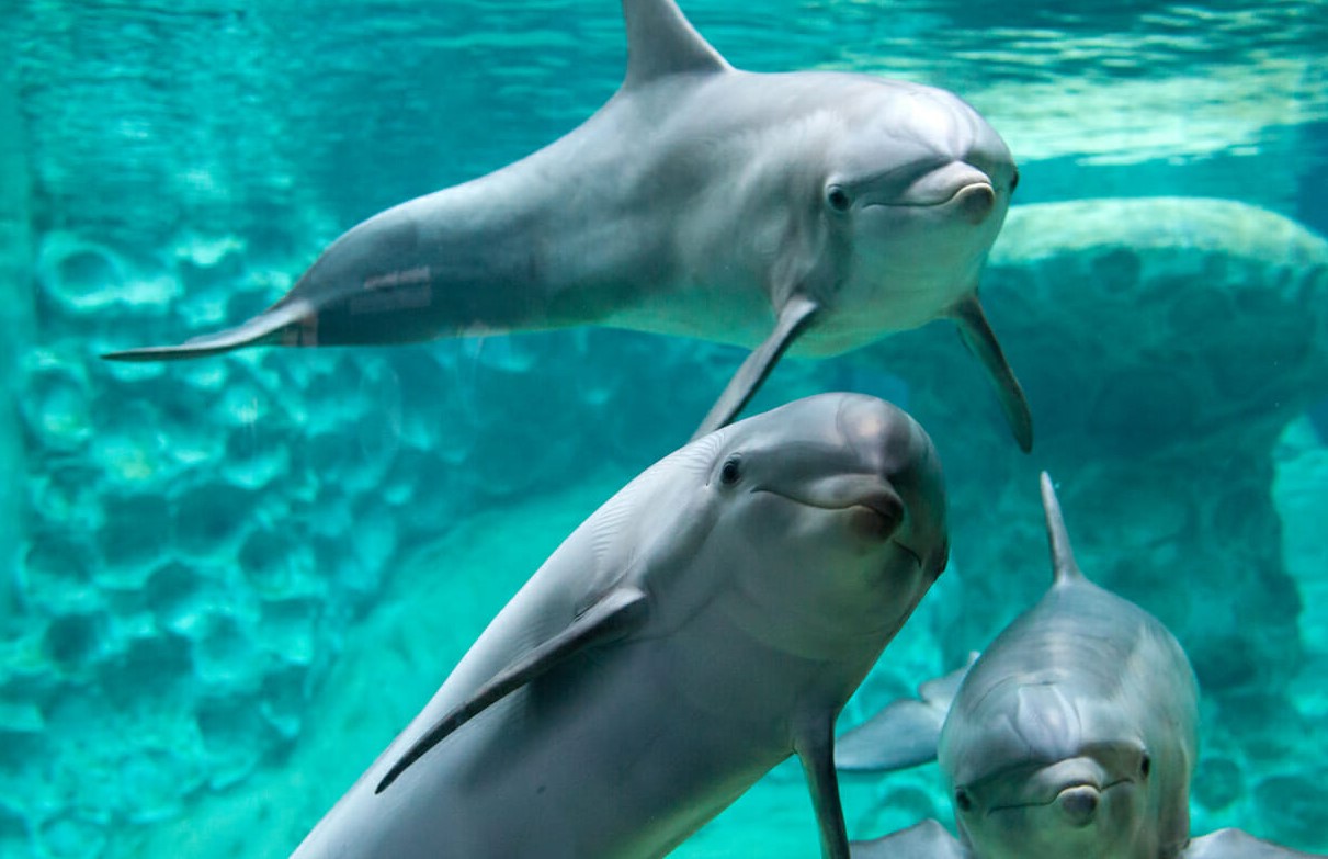 Georgia Aquarium
