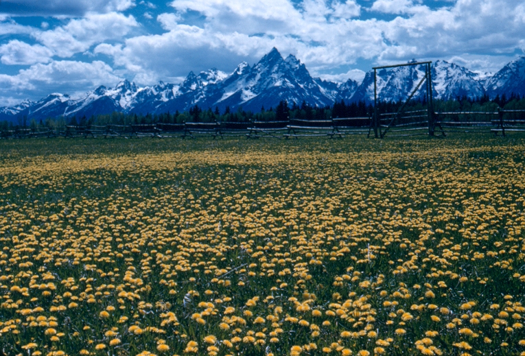 Grand Teton flowers