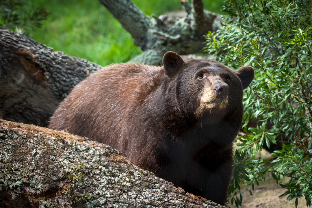 Houston Zoo Black Bear
