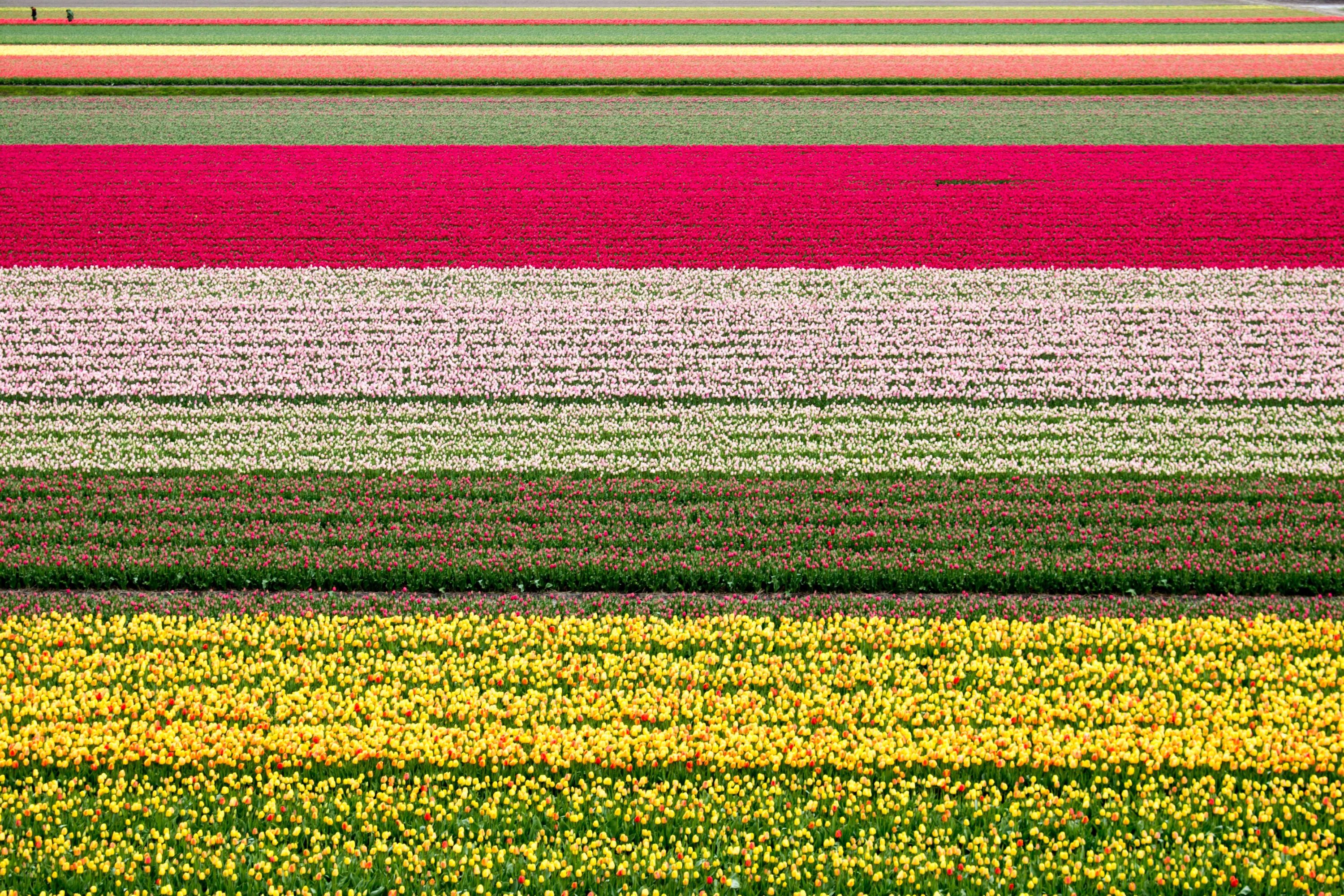 Keukenhof Tulip Fields Keukenhof Tulip Fields