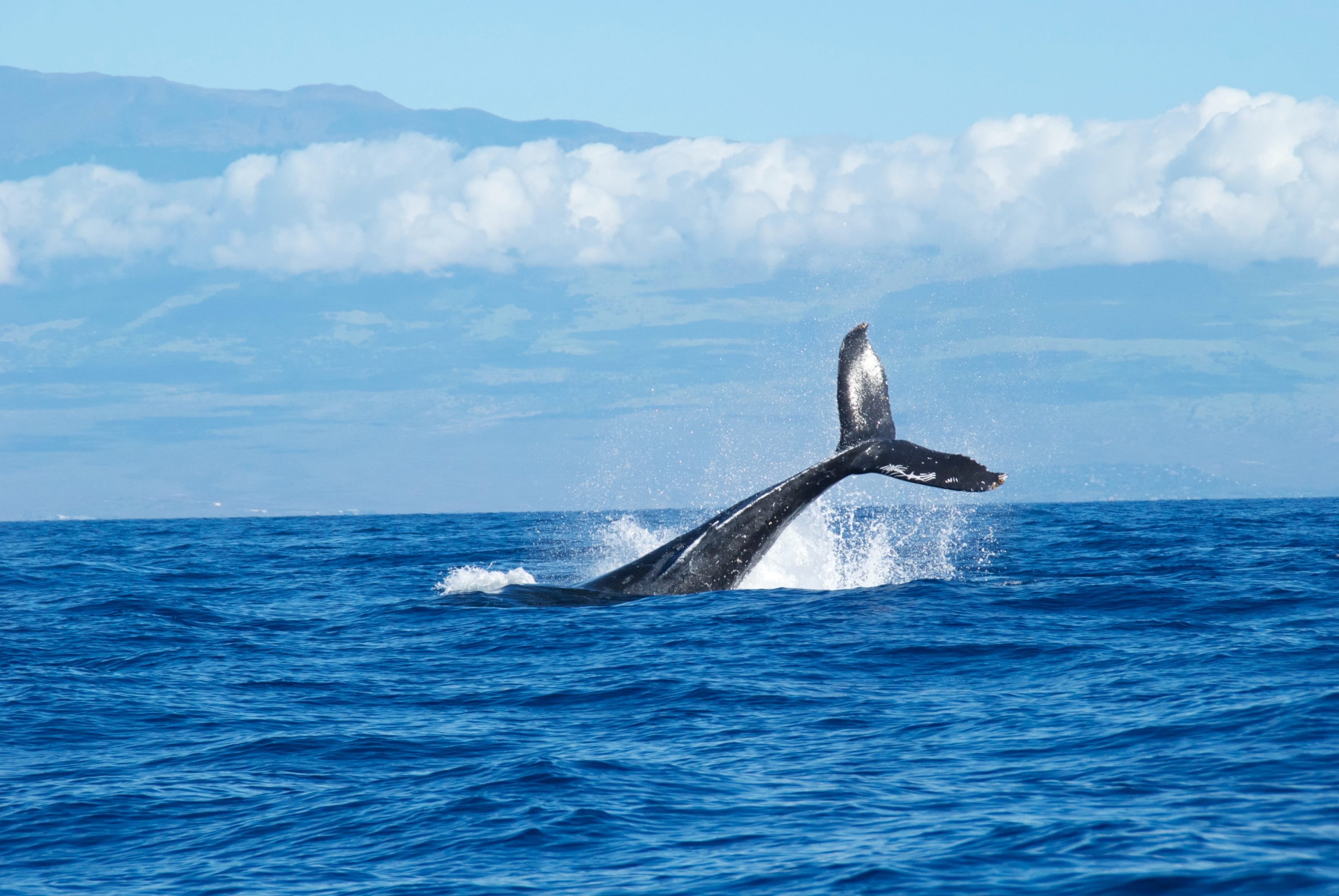 Maui Whale