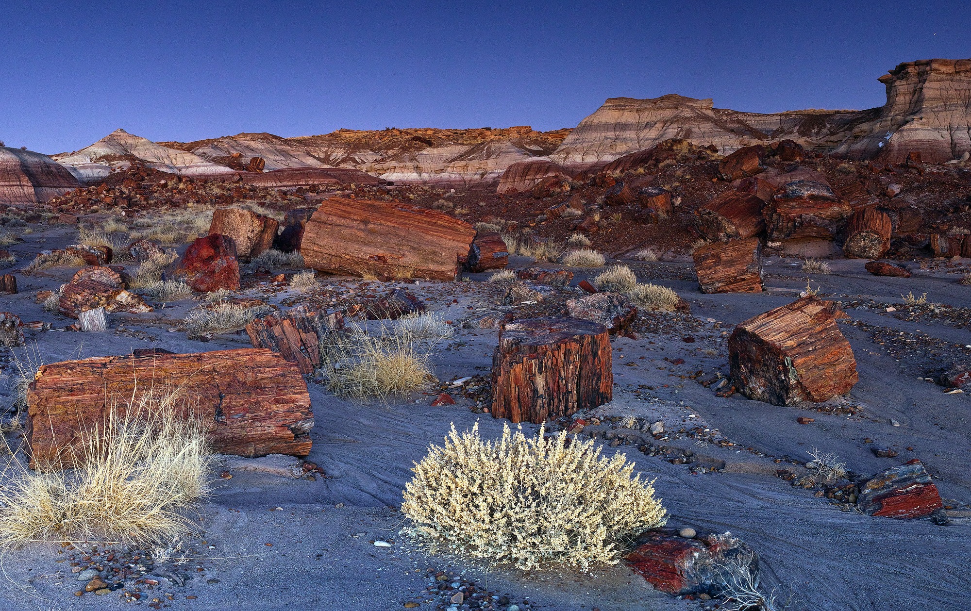 Petrified Forest National Park