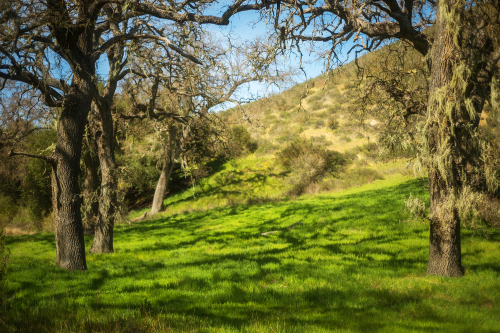 Pinnacles National Park