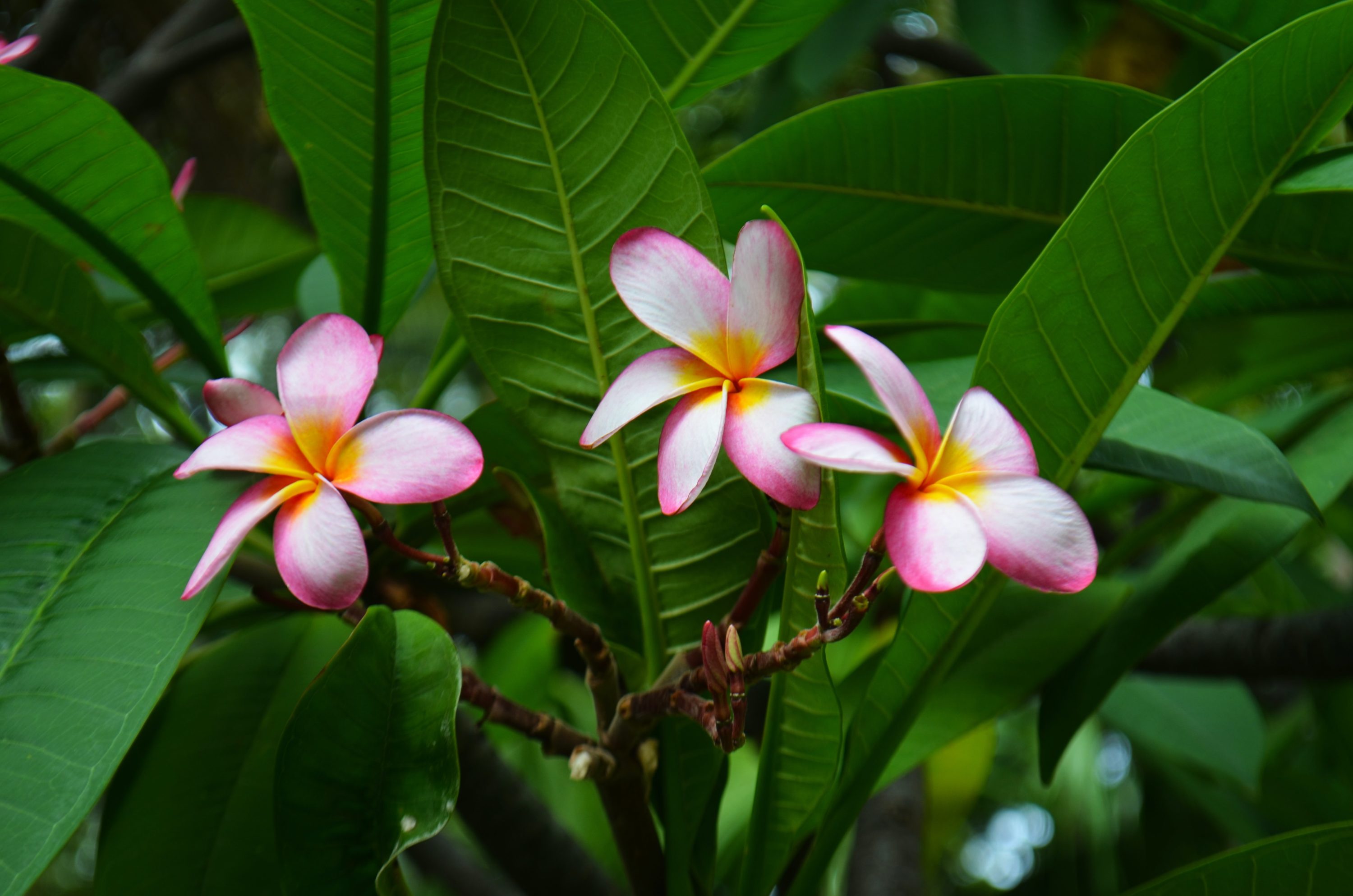 Plumeria