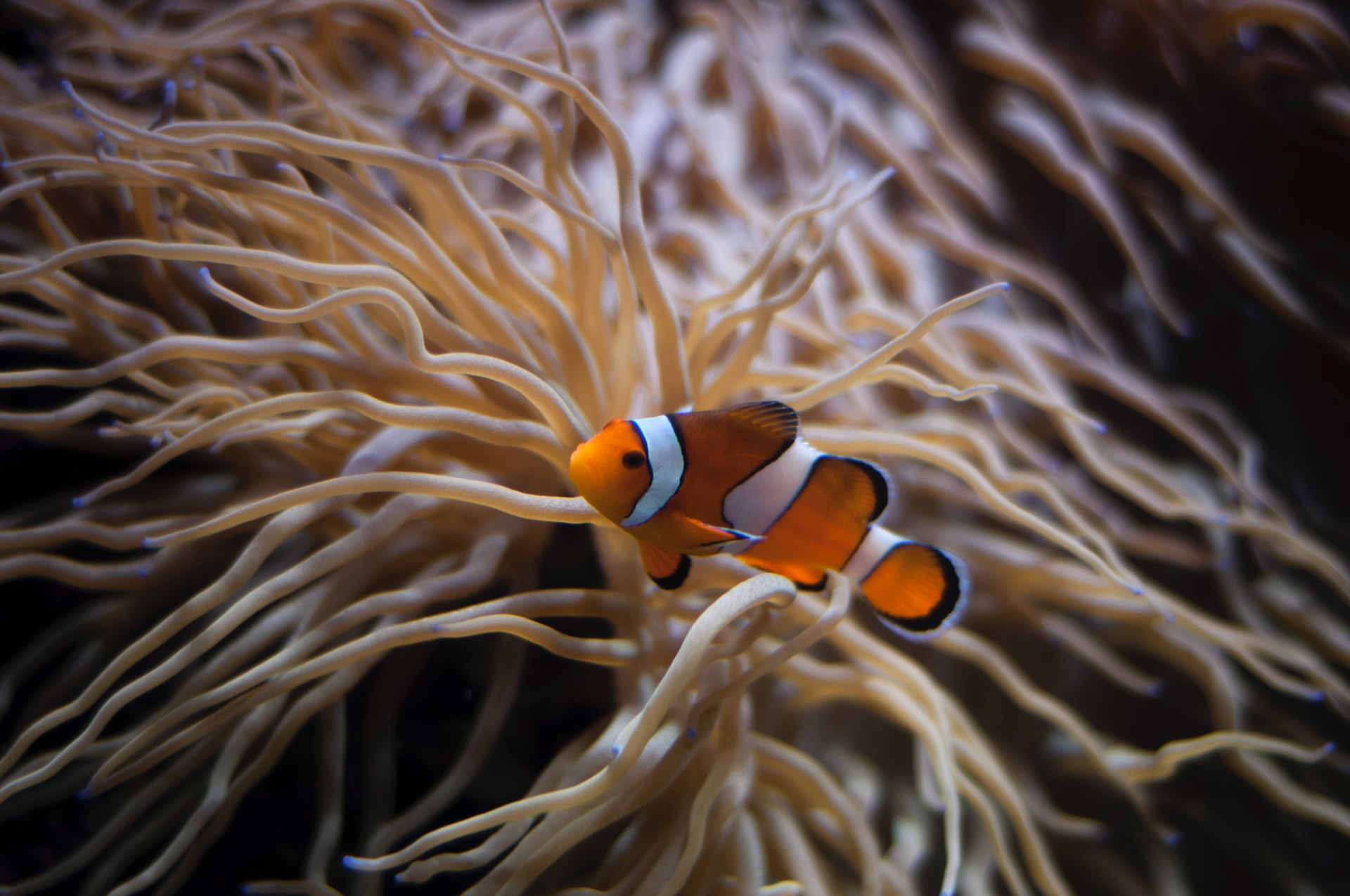 S.E.A. Aquarium Singapore
