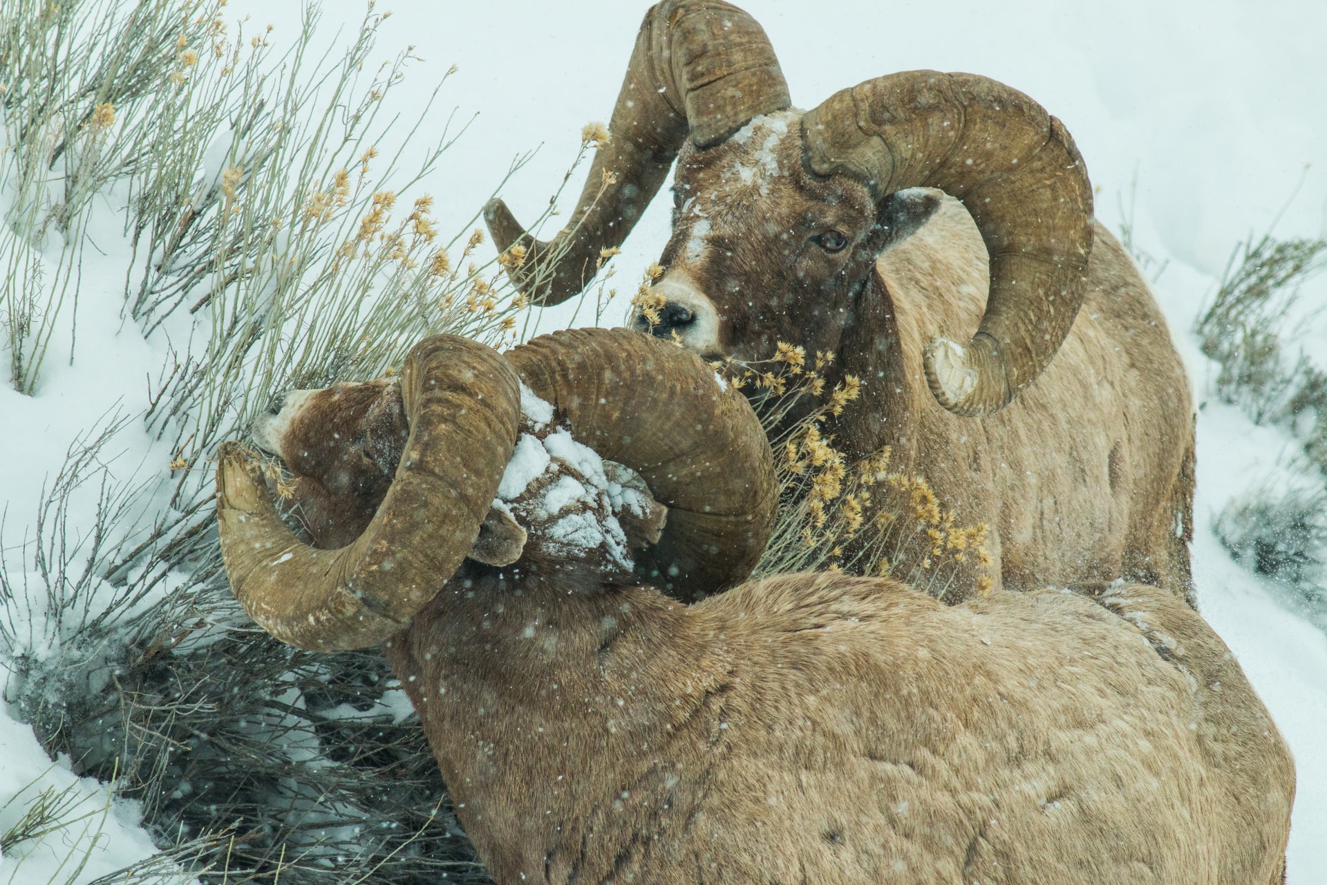 Bighorn Sheep in Yellowstone