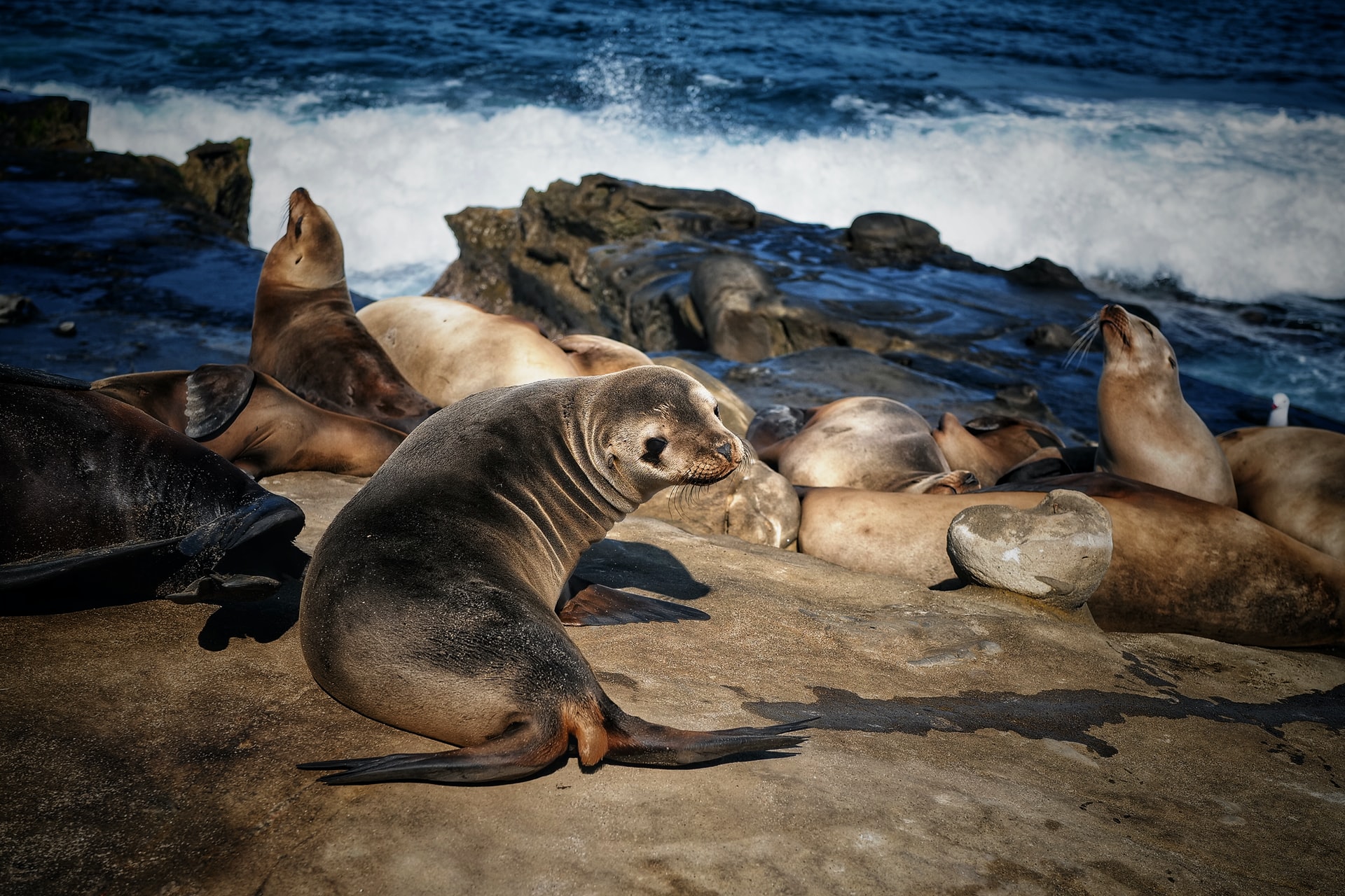 La Jolla Cove