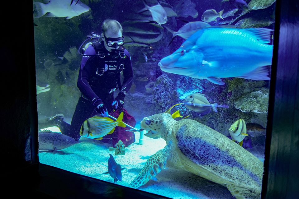 New England Aquarium