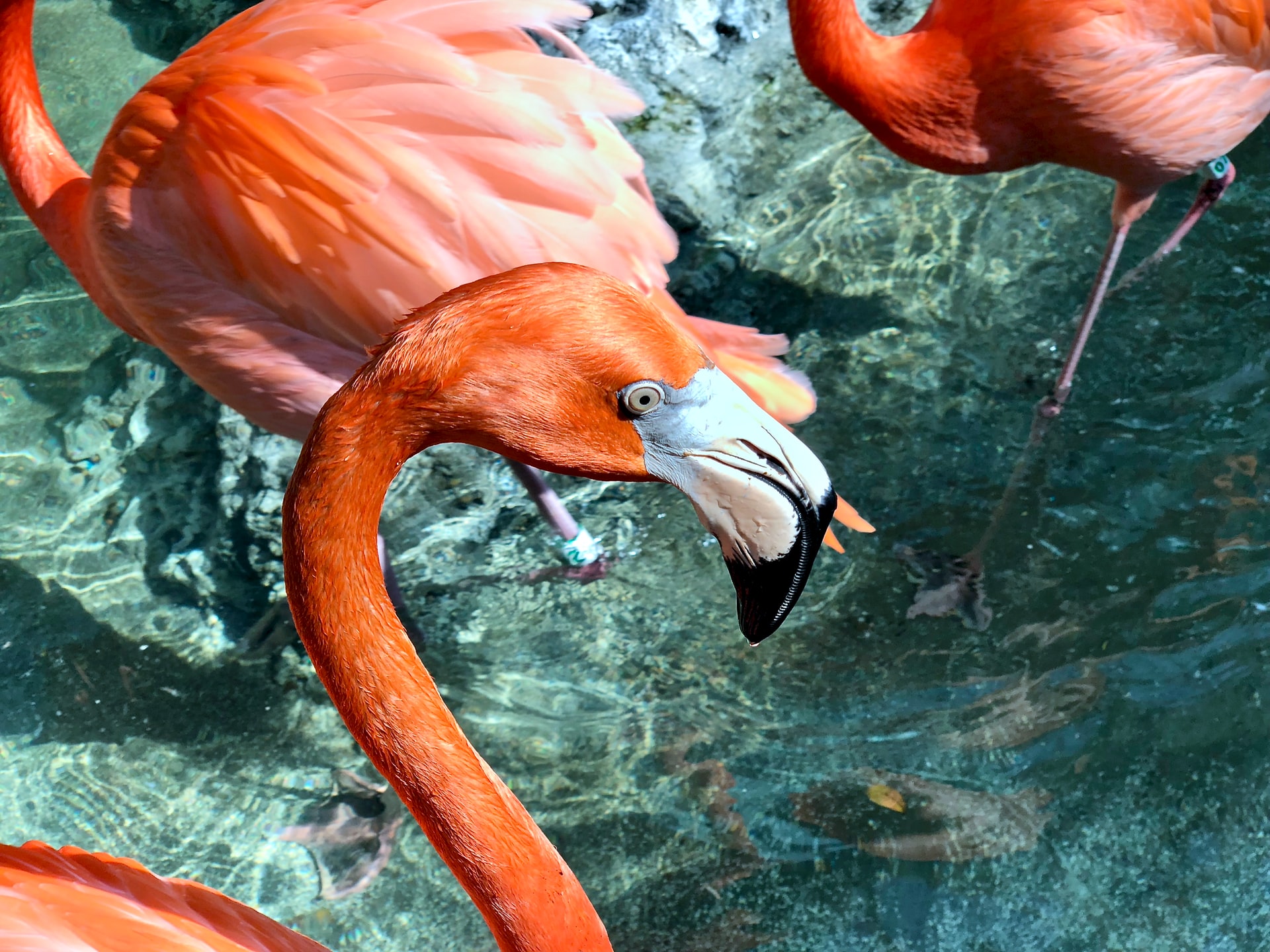 Texas State Aquarium