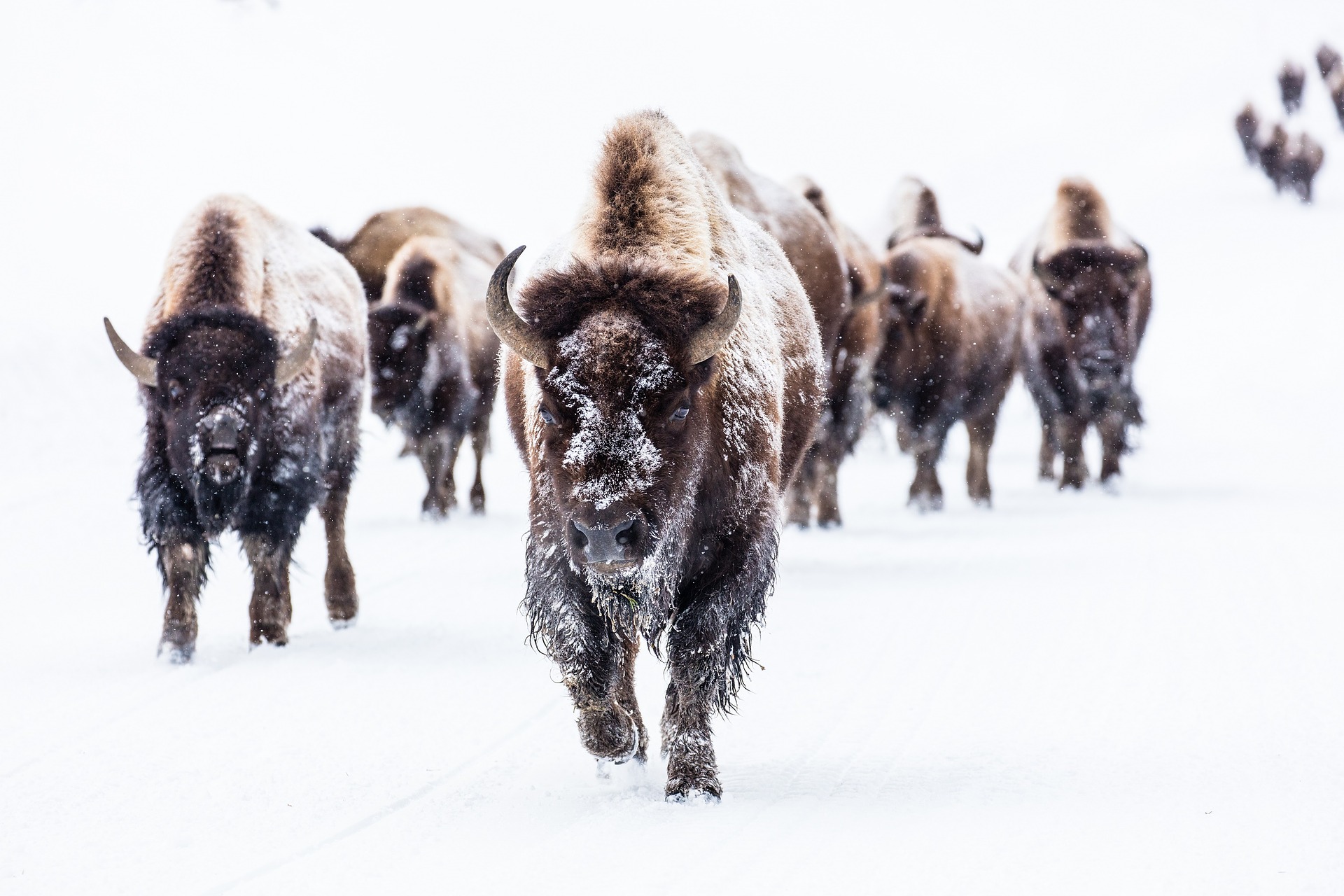 Winter Bison in Yellowstone