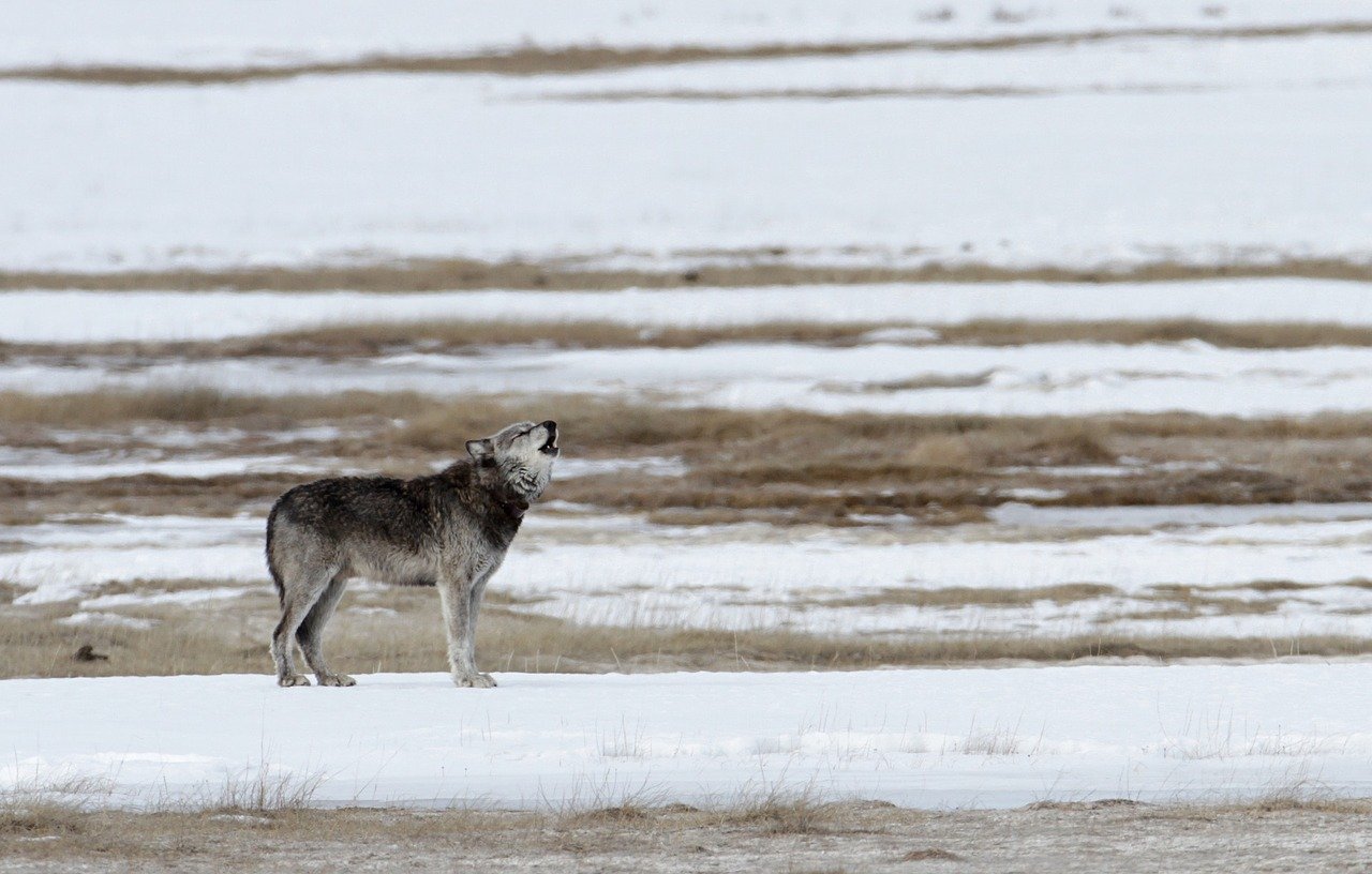 Wolf in Yellowstone