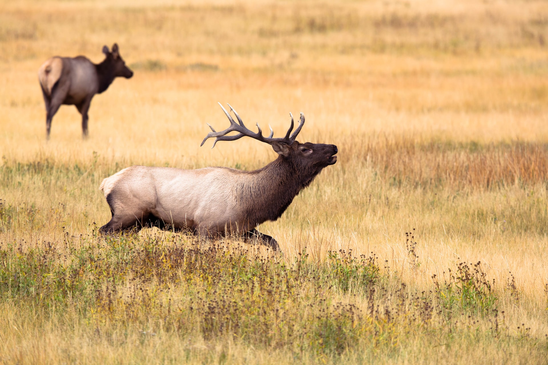 Yellowstone Elk