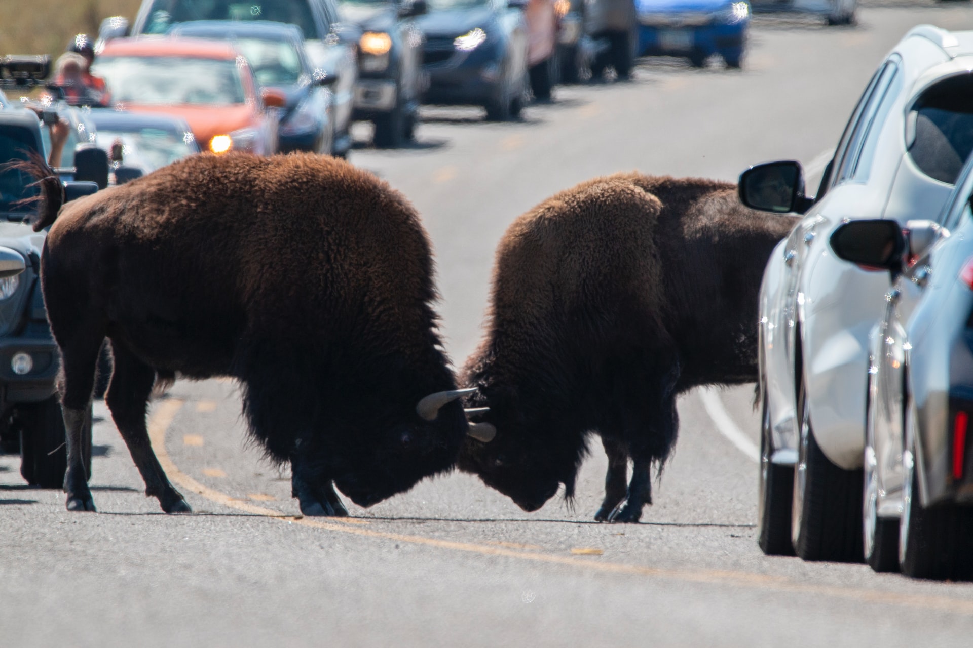 Yellowstone Traffic Jam
