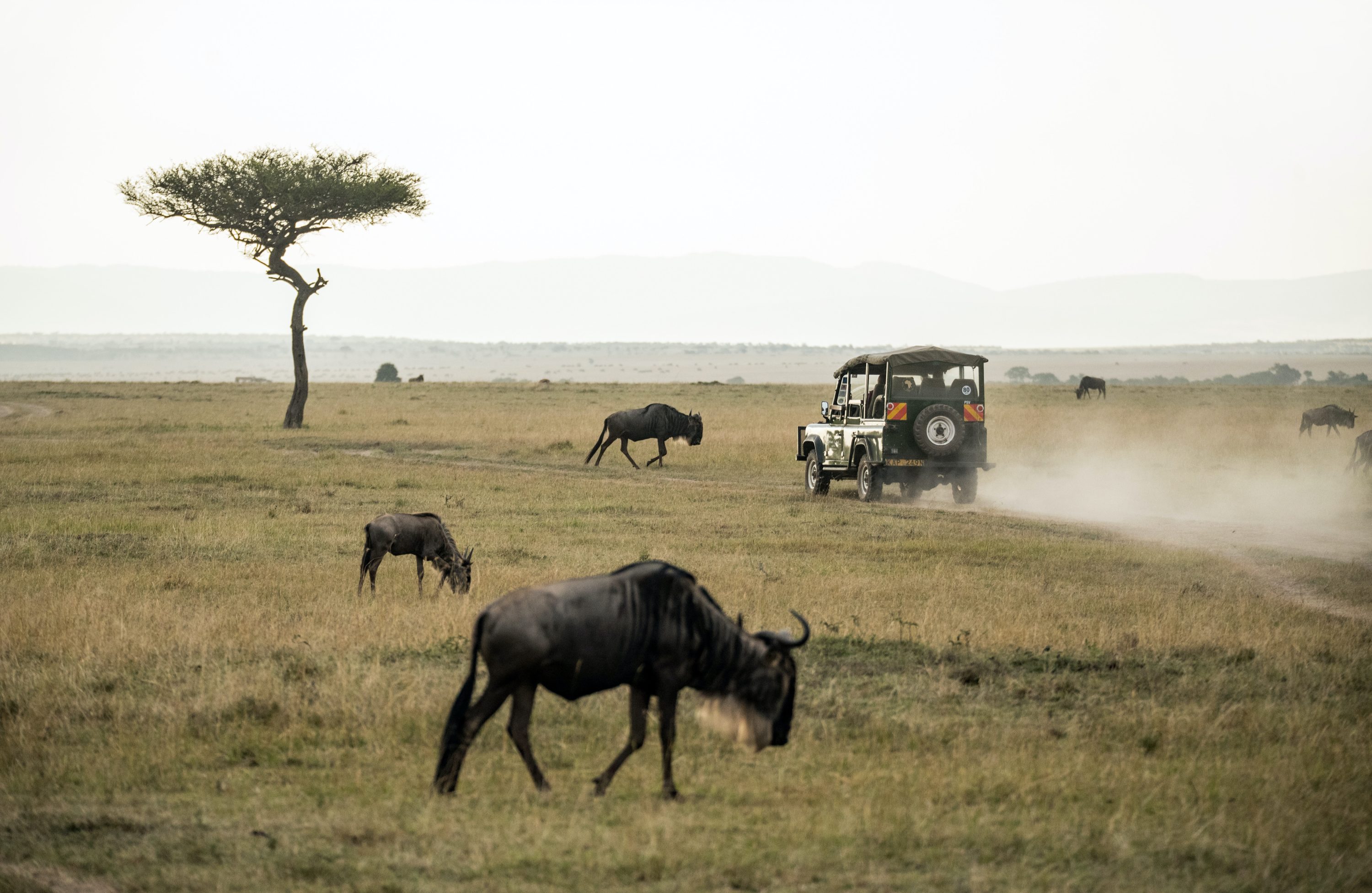 A few wildebeest graze near a safari jeep.