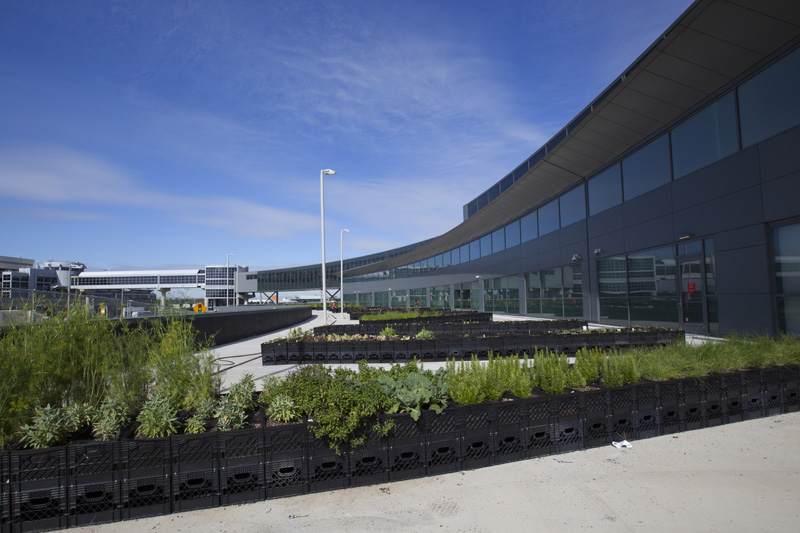 JFK Jetblue Terminal 5