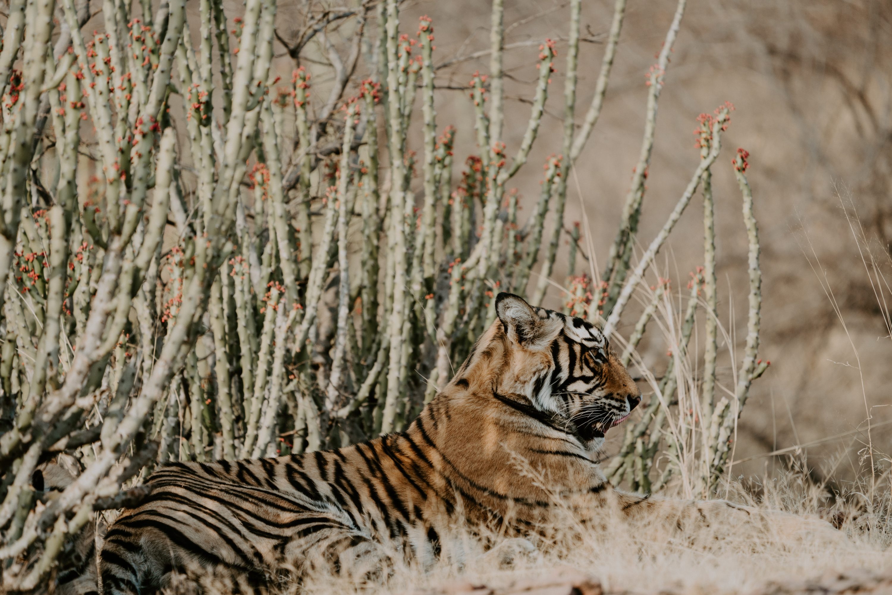 Ranthambore National Park