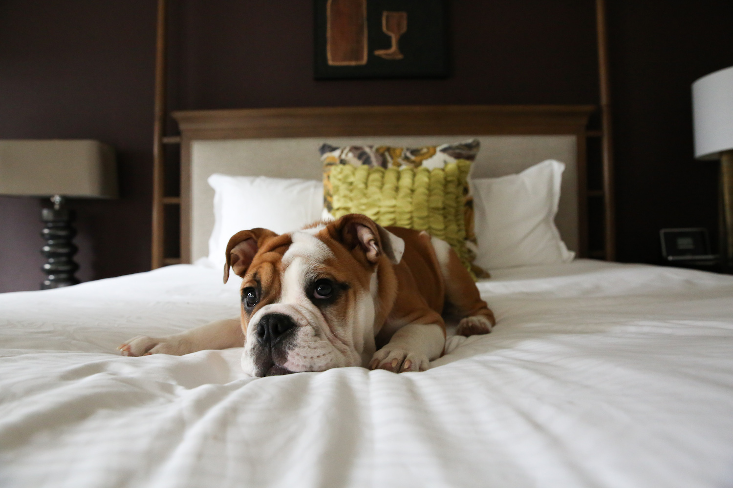 IHG Kimpton Dog Friendly Director Pet Relations