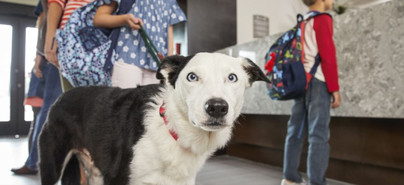 Staybridge Suites IHG dog friendly hotel