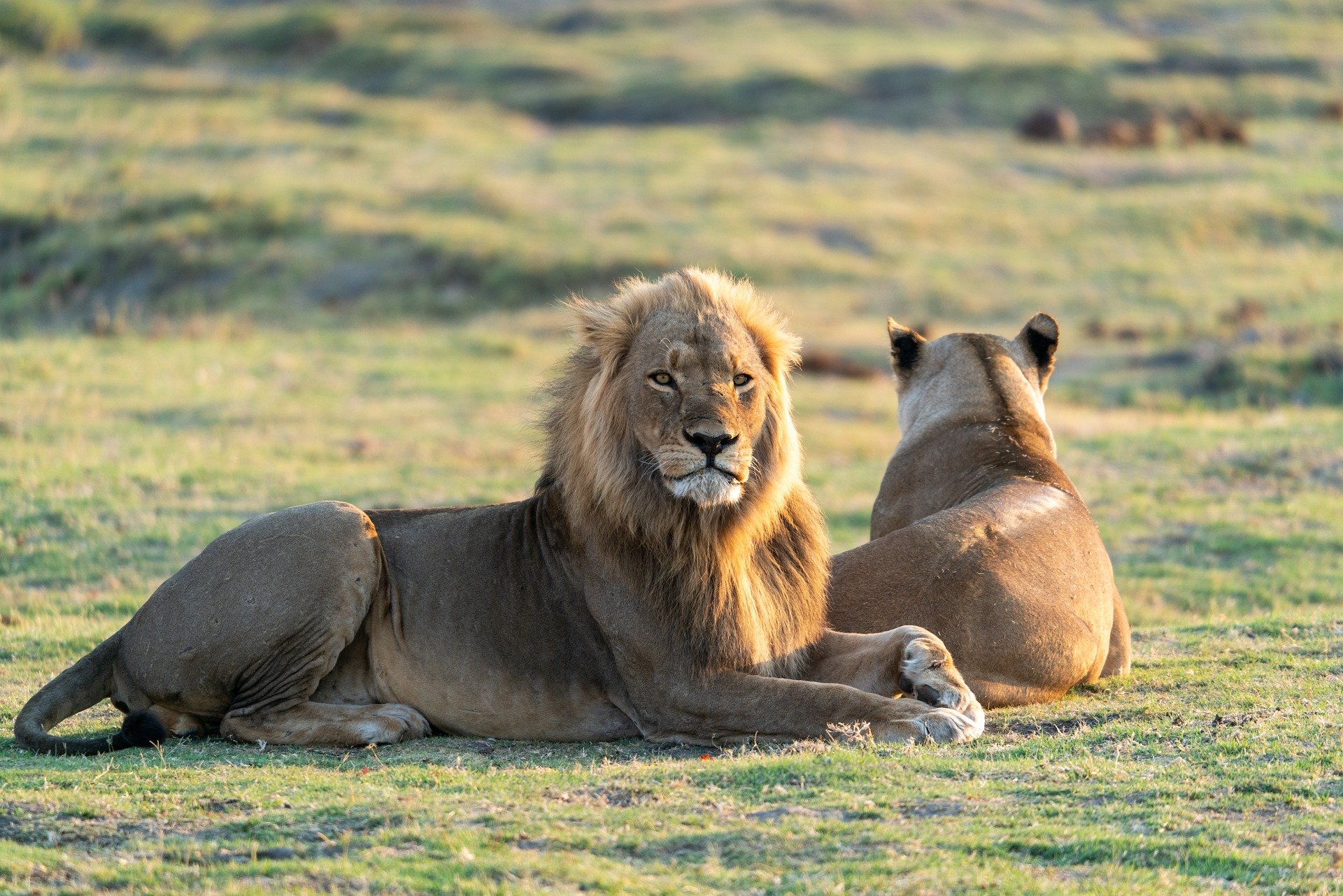 Botswana Lion Botswana Lion
