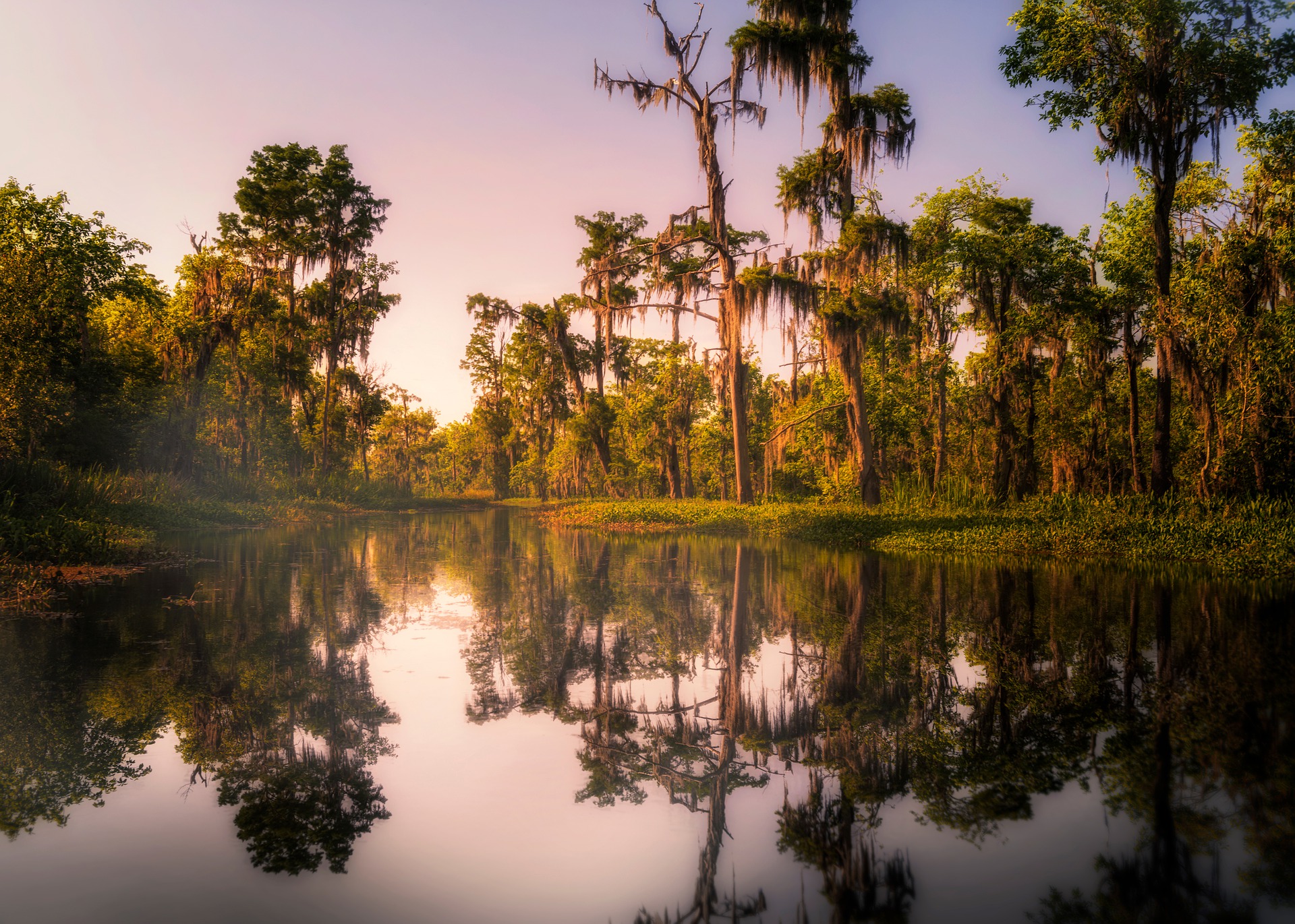 Louisiana Bayou