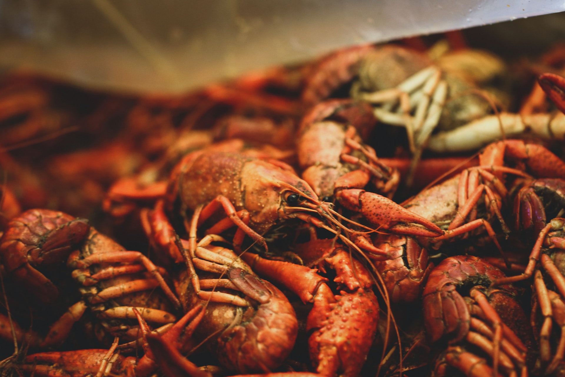 Louisiana Crawfish