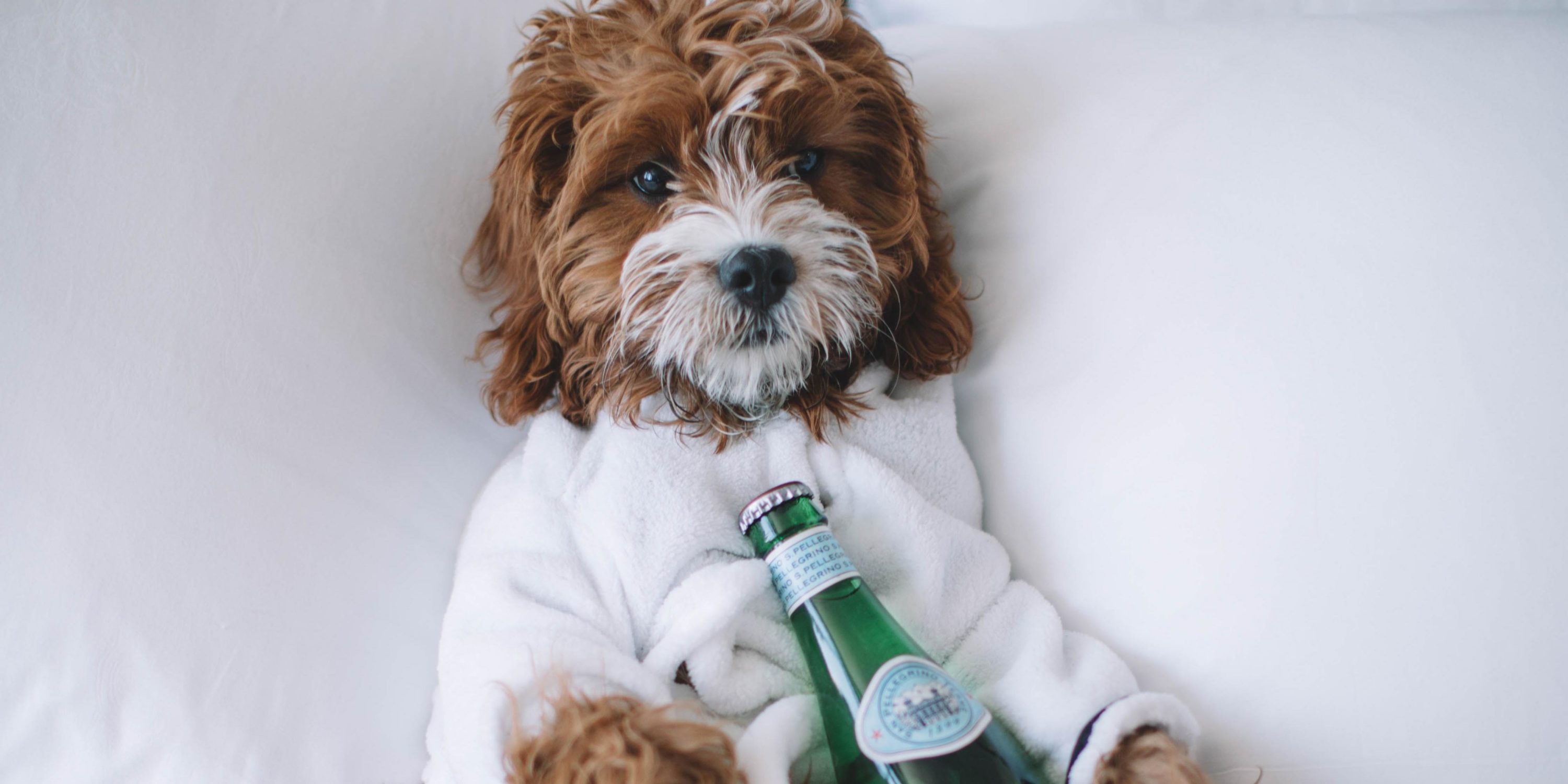 Crowne Plaza Woburn Pet Friendly
