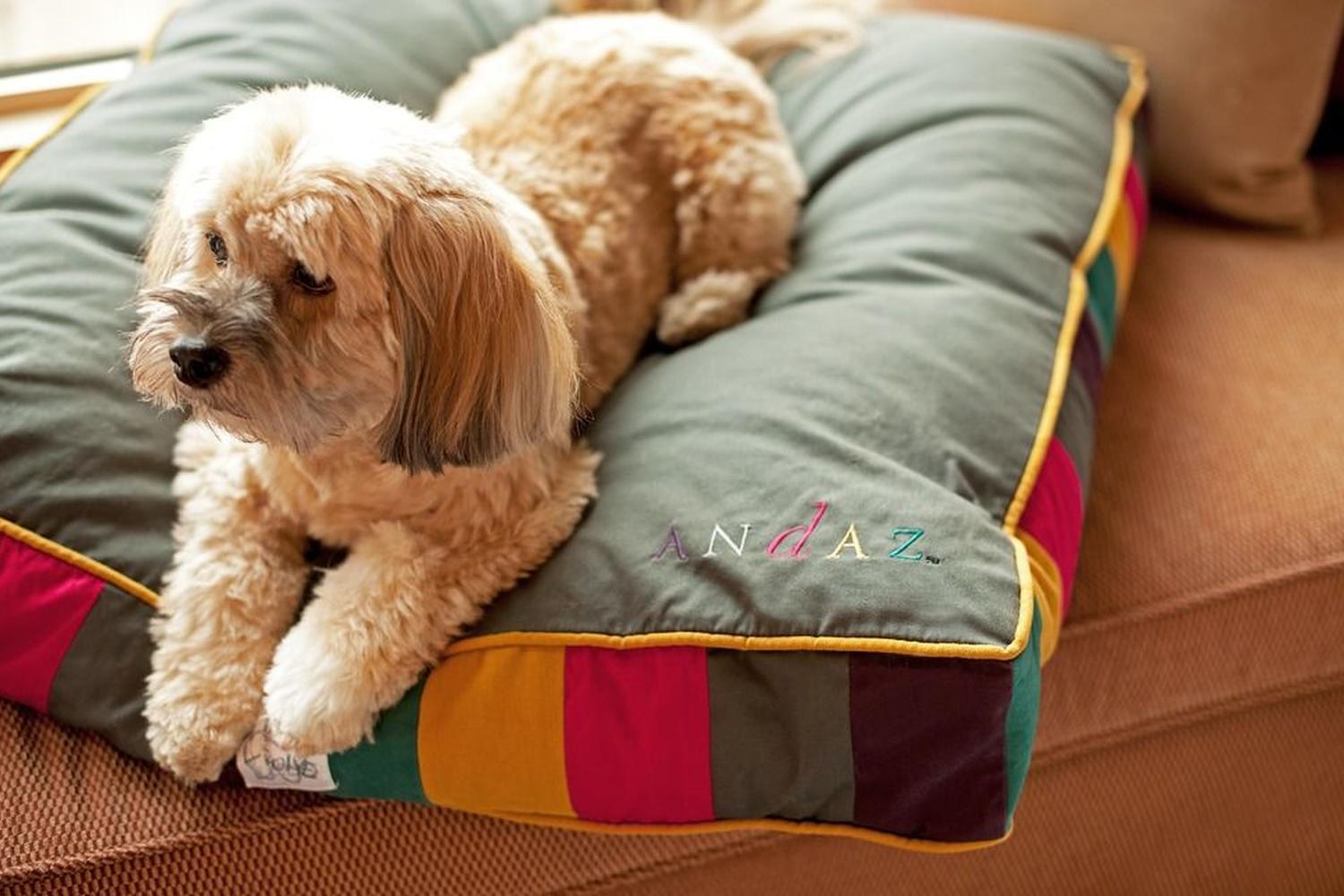 Andaz Hyatt Paet Program Dog on Pillow Andaz Dog on Bed
