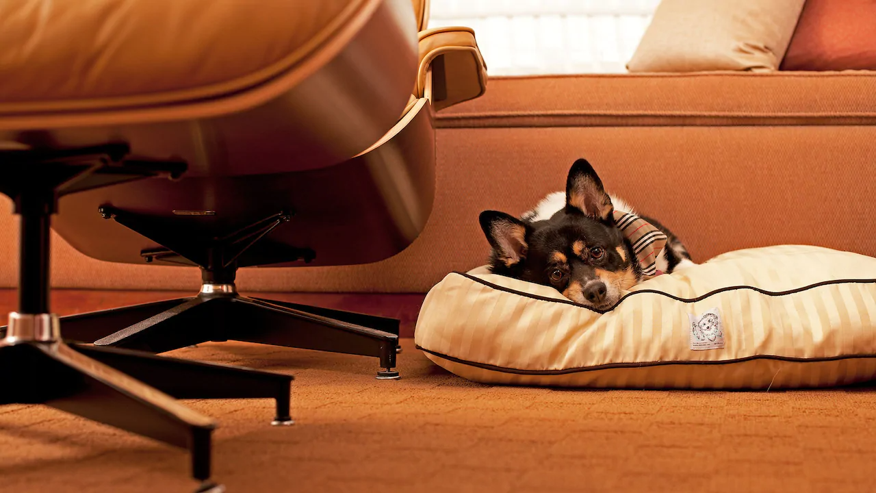 Hyatt Pet Policy Hyatt Pet Policy