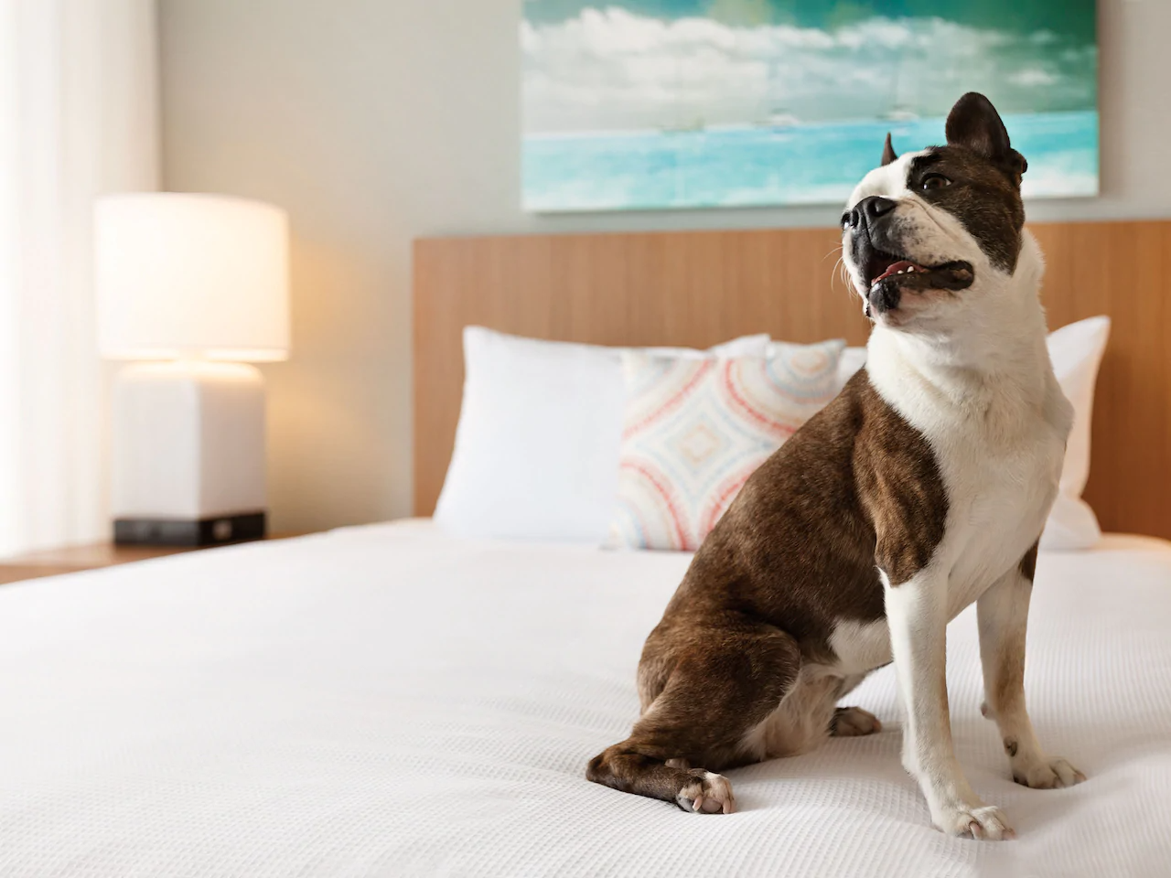 Hyatt Place House Pet Friendly Hyatt Place House Pet Friendly