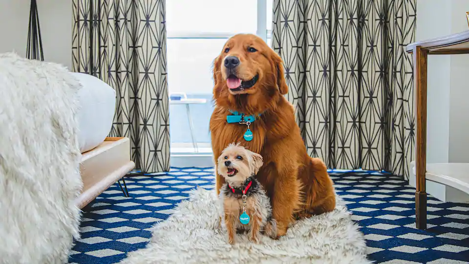 The Confidante Miami Beach Pet Friendly The Confidante Miami Beach Pet Friendly